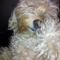 Maltese, Köpek  gipsy fotoğrafı