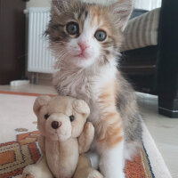 Tekir Kedi, Kedi  Tarçın fotoğrafı