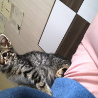 Tekir Kedi, Kedi  Hector fotoğrafı