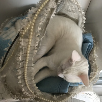 Van Kedisi, Kedi  Puffy fotoğrafı