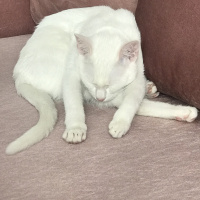 Van Kedisi, Kedi  Puffy fotoğrafı