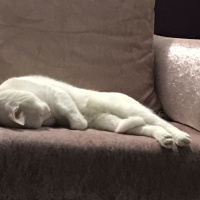 Van Kedisi, Kedi  Puffy fotoğrafı
