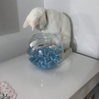 Van Kedisi, Kedi  Puffy fotoğrafı