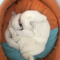 Van Kedisi, Kedi  Puffy fotoğrafı