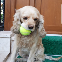 Amerikan Cocker Spaniel, Köpek  Zeytin fotoğrafı