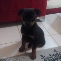 Rottweiler, Köpek  Rody fotoğrafı