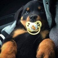 Rottweiler, Köpek  Rody fotoğrafı