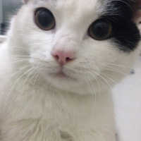Tekir Kedi, Kedi  Mişa fotoğrafı