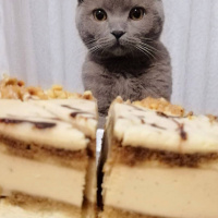 Scottish Fold, Kedi  Köfte fotoğrafı