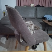 Scottish Fold, Kedi  Köfte fotoğrafı