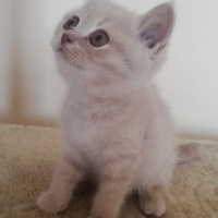 Scottish Fold, Kedi  Gofret fotoğrafı