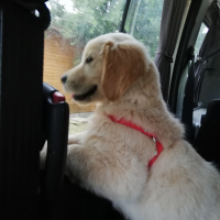 Golden Retriever, Köpek  MAX fotoğrafı