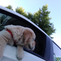 Golden Retriever, Köpek  MAX fotoğrafı