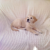 Golden Retriever, Köpek  MAX fotoğrafı