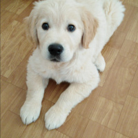 Golden Retriever, Köpek  MAX fotoğrafı