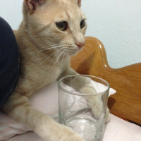 Tekir Kedi, Kedi  Boza fotoğrafı
