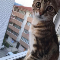 Tekir Kedi, Kedi  LUNA fotoğrafı
