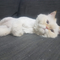 İran Kedisi (Persian), Kedi  venera fotoğrafı