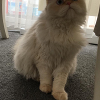 İran Kedisi (Persian), Kedi  venera fotoğrafı