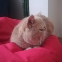 Exotic Shorthair, Kedi  Spike fotoğrafı