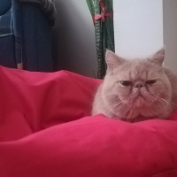 Exotic Shorthair, Kedi  Spike fotoğrafı