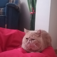 Exotic Shorthair, Kedi  Spike fotoğrafı