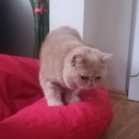 Exotic Shorthair, Kedi  Spike fotoğrafı