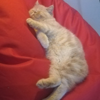 Exotic Shorthair, Kedi  Spike fotoğrafı