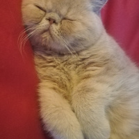 Exotic Shorthair, Kedi  Spike fotoğrafı