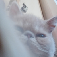 Exotic Shorthair, Kedi  Spike fotoğrafı
