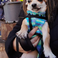 Chihuahua, Köpek  Cookie fotoğrafı