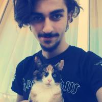 American Shorthair, Kedi  Mutlu fotoğrafı