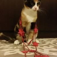 American Shorthair, Kedi  Mutlu fotoğrafı