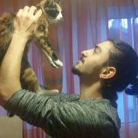 American Shorthair, Kedi  Mutlu fotoğrafı