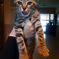 Tekir Kedi, Kedi  Leyla fotoğrafı