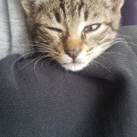 Tekir Kedi, Kedi  Leyla fotoğrafı