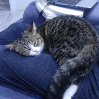 Tekir Kedi, Kedi  Minti fotoğrafı
