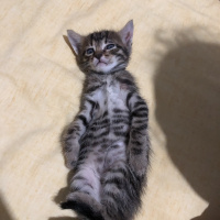 Tekir Kedi, Kedi  Can fotoğrafı