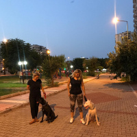 Cane Corso Italiano, Köpek  Zeytin fotoğrafı