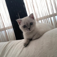 Scottish Fold, Kedi  Bulut fotoğrafı