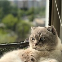 Scottish Fold, Kedi  Bulut fotoğrafı