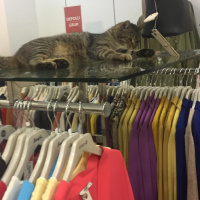 Tekir Kedi, Kedi  İsimsiz fotoğrafı