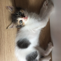 Tekir Kedi, Kedi  Bekir fotoğrafı