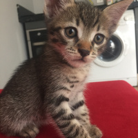 Tekir Kedi, Kedi  Bekir fotoğrafı