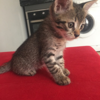 Tekir Kedi, Kedi  Bekir fotoğrafı