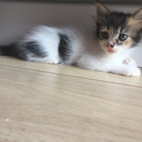 Tekir Kedi, Kedi  Bekir fotoğrafı