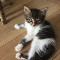 Tekir Kedi, Kedi  Bekir fotoğrafı