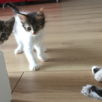 Tekir Kedi, Kedi  Bekir fotoğrafı