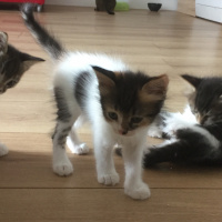 Tekir Kedi, Kedi  Bekir fotoğrafı