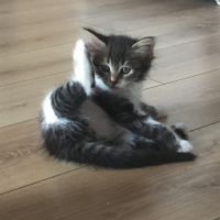 Tekir Kedi, Kedi  Bekir fotoğrafı